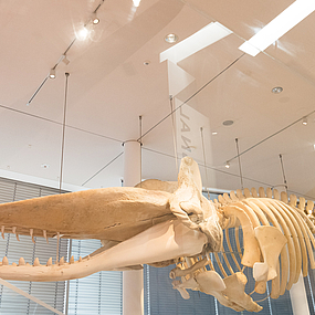 Museum am Mittag: Wale nutzen oder schützen? Museum am Mittag: Wale nutzen oder schützen?