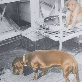 Tierisch Lange Nacht Tierisch Lange Nacht