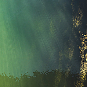 Seegras im Wasser Seegras im Wasser